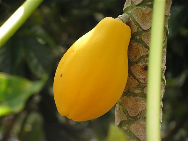 perfect-papaya