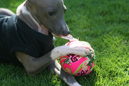 sonny-italian-greyhound-with-chew-ball