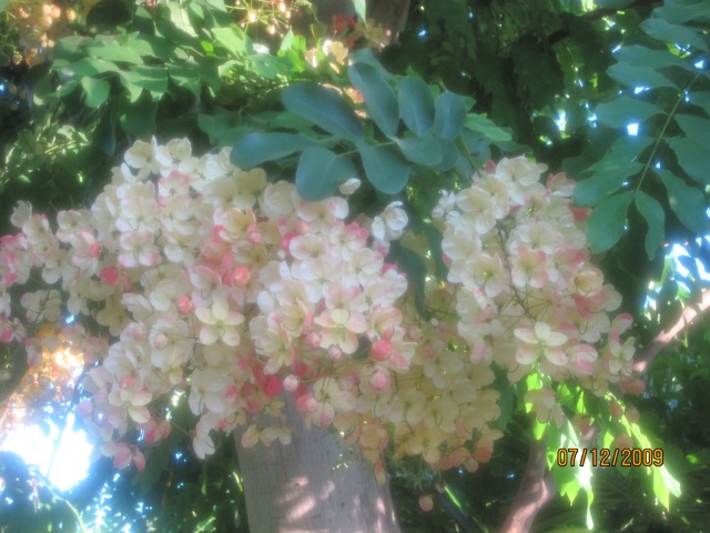 Rainbow Shower Flowers