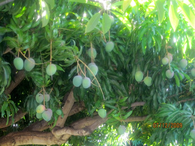 A closer look at the mangoes