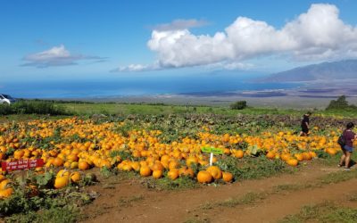 Pumpkin Patch on Maui at Kula Country Farm