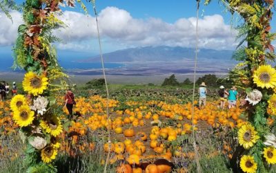 Kula Country Farm and Da Pumpkin Patch on Maui