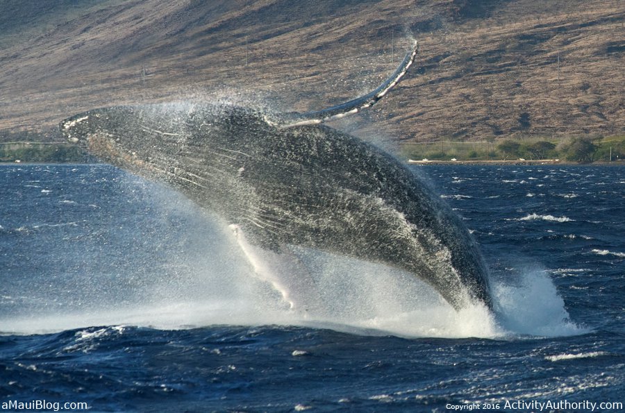 Whale Breach