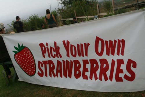 Strawberry Fields on Maui - A Maui Blog