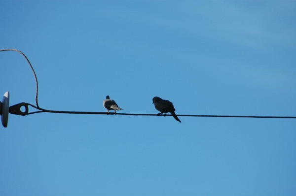 Two birds on a wire