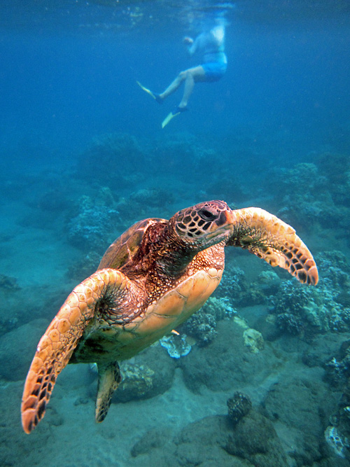 snorkeling on Maui with turtles 2