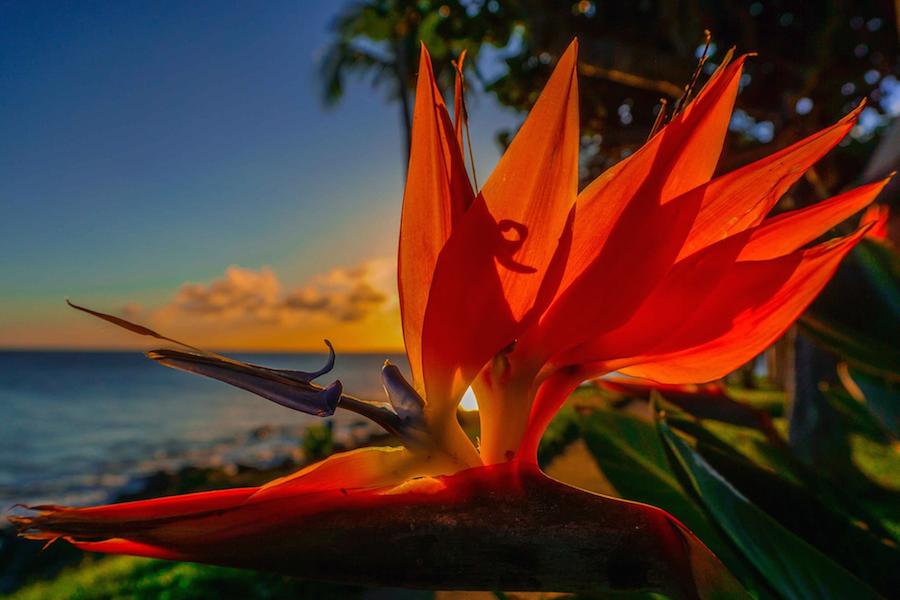 Bird of Paradise and Maui Sunset 3