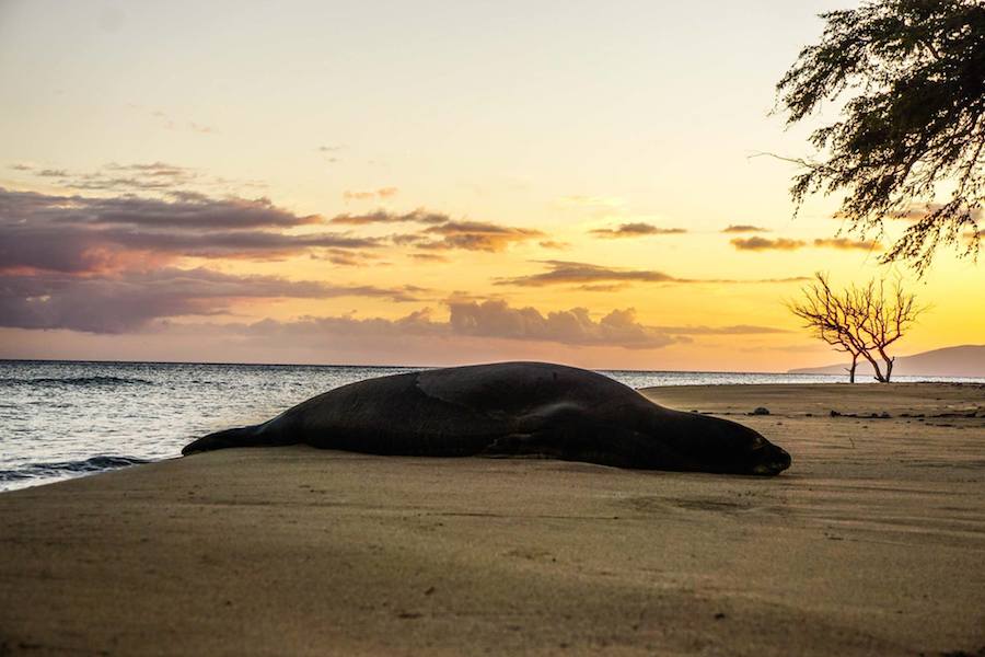 Hawaiian Monk Seal chillin at Maui Sunset