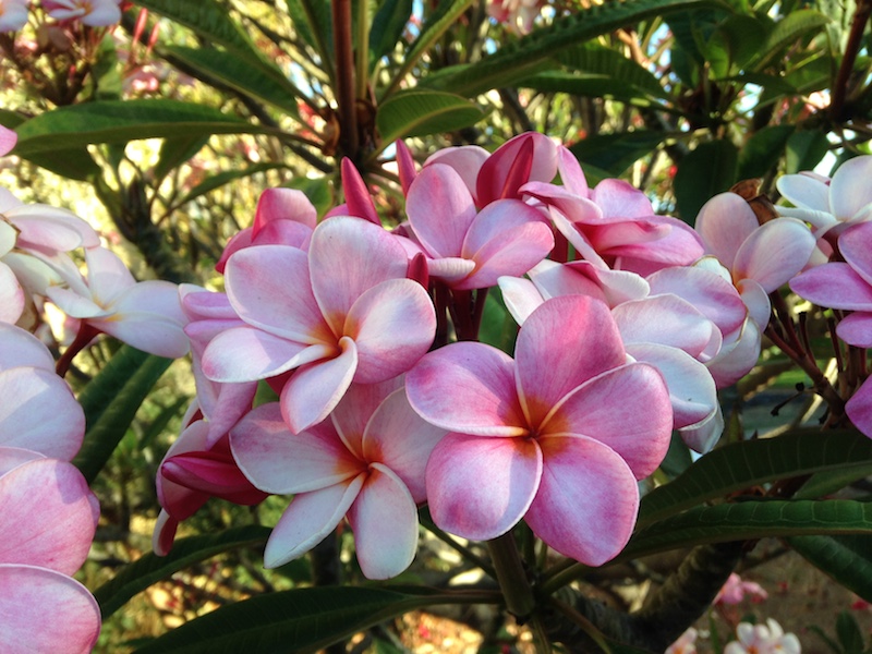 Down-Home Pocket Shawl - Pink Plumeria Maui