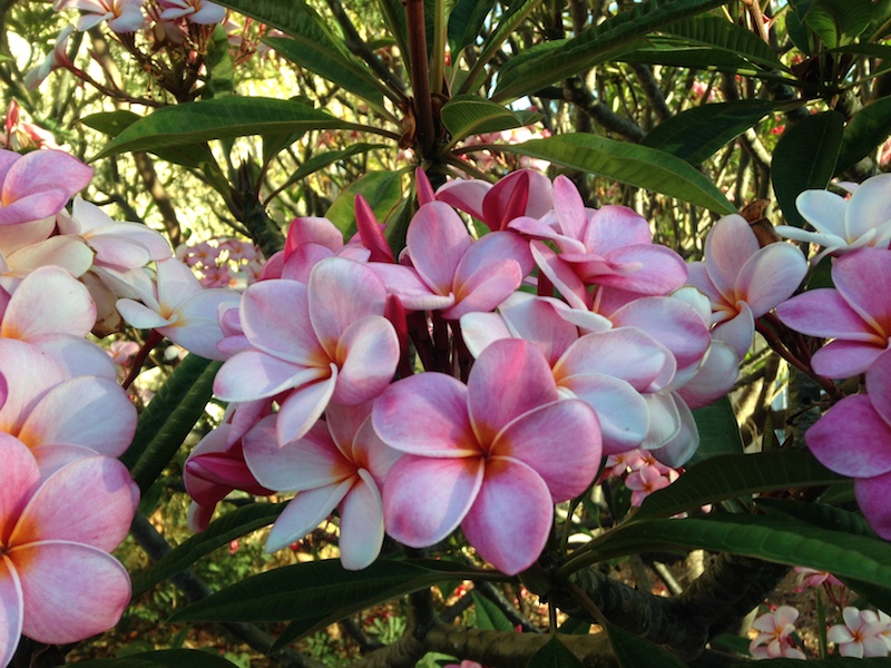 Equinox Scarf - Pink Plumeria Maui