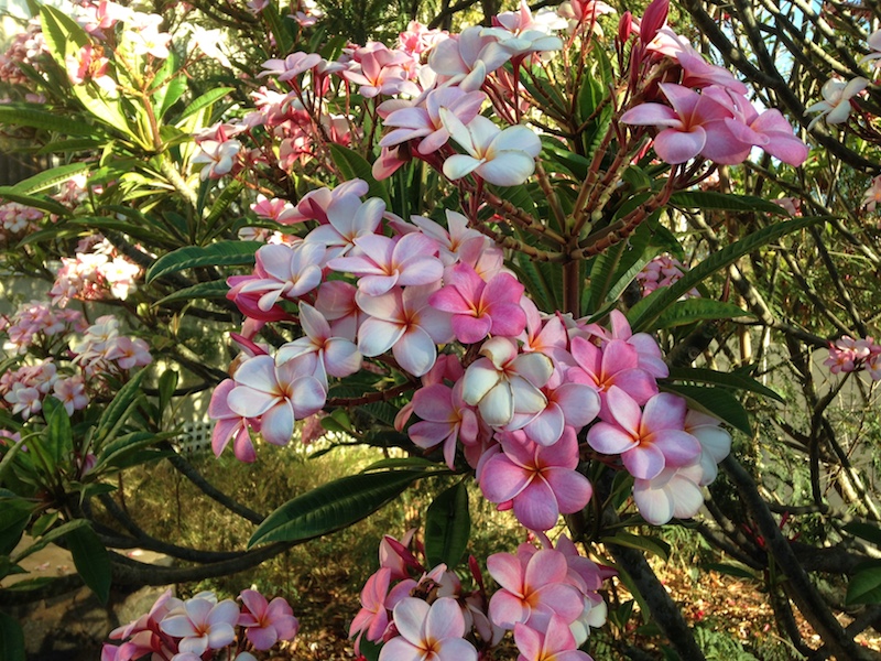 Pretty Pink Plumerias on Maui - A Maui Blog