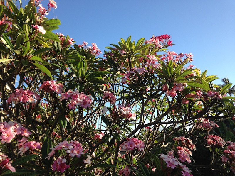 Plumeria Tree with Lots of blooms