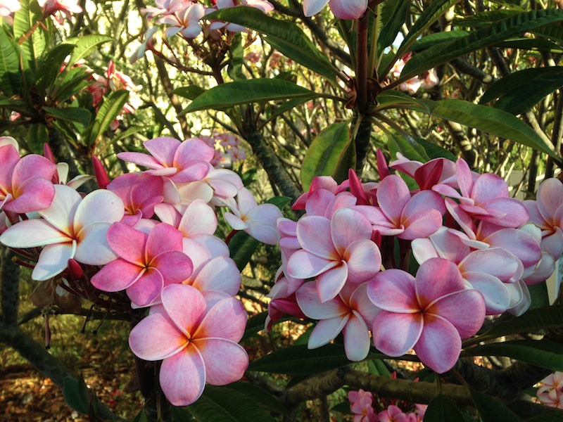 Pretty Pink Plumerias on Maui