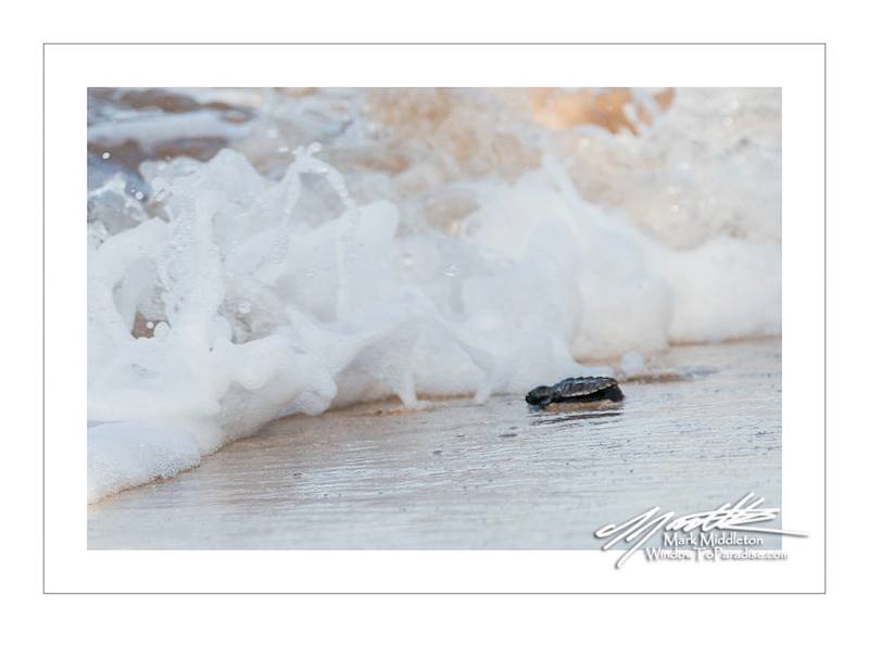 Newly Hatched Hawksbill Turtles On Their Way To The Ocean On South Maui’s Palauea Beach