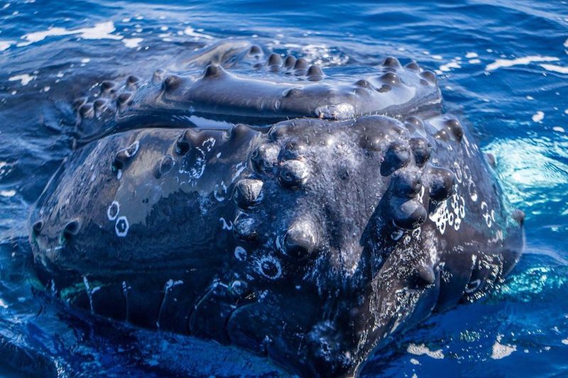 Humpback Whale Close up