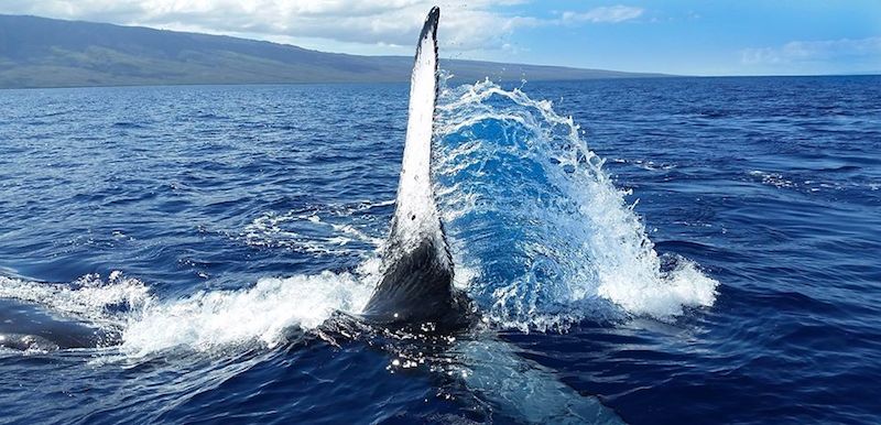 Humpback Whale on Maui Fin