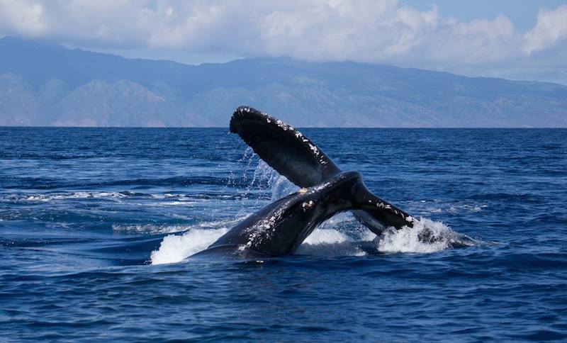 Humpback Whale on Maui Shaka Tail