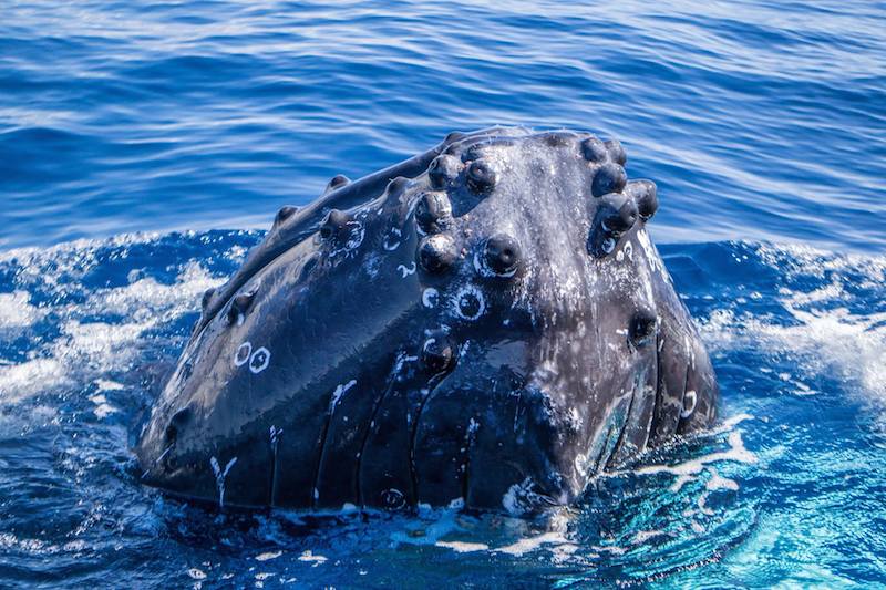 Humpback Whale on Maui close up