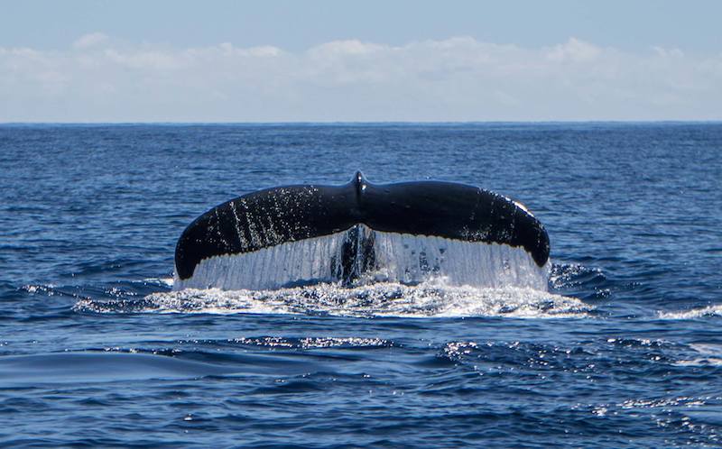 Humpback whales on Maui - whale tail
