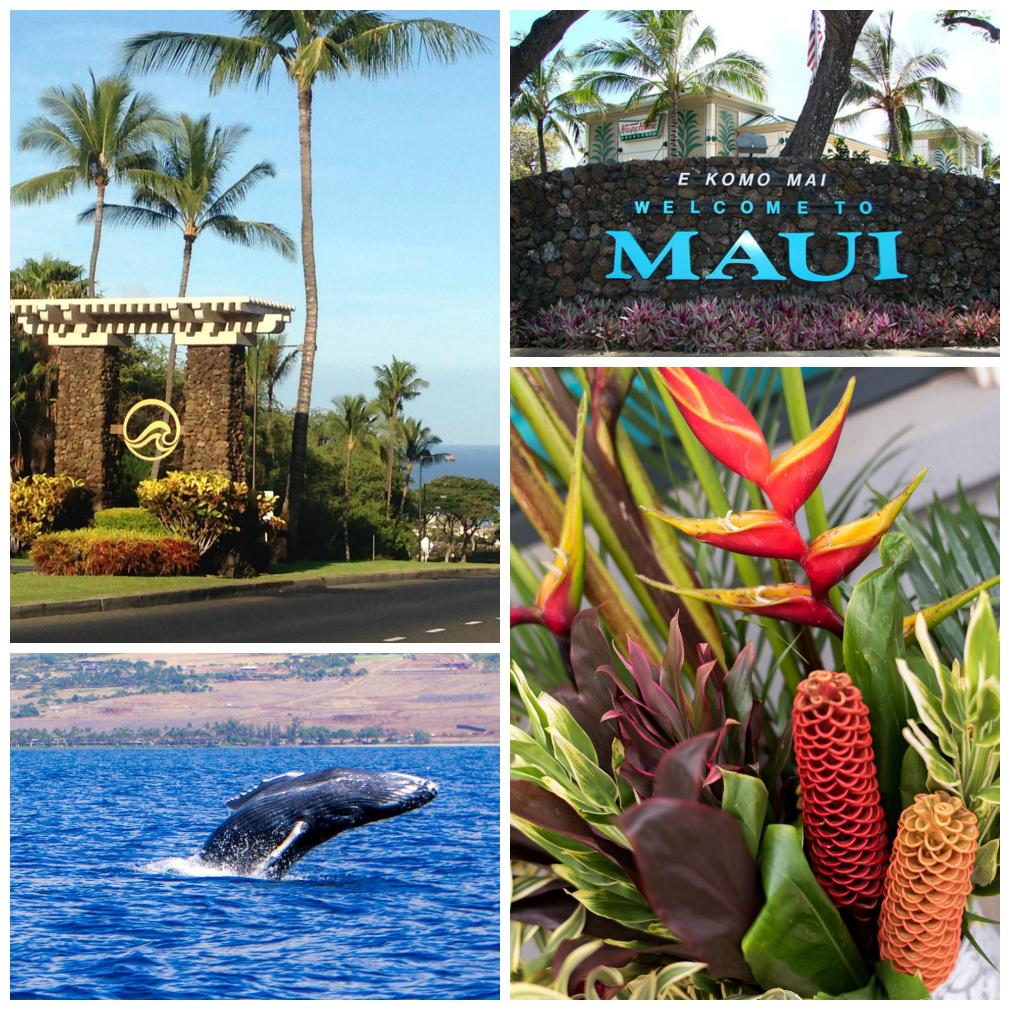 Important Reminders to Visitors on Maui, Especially Those Visiting For The First Time