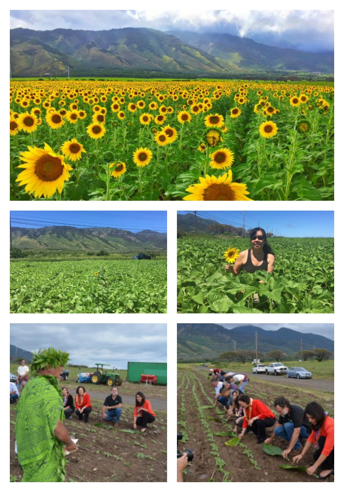 beginnig-of-sunflowers-on-maui