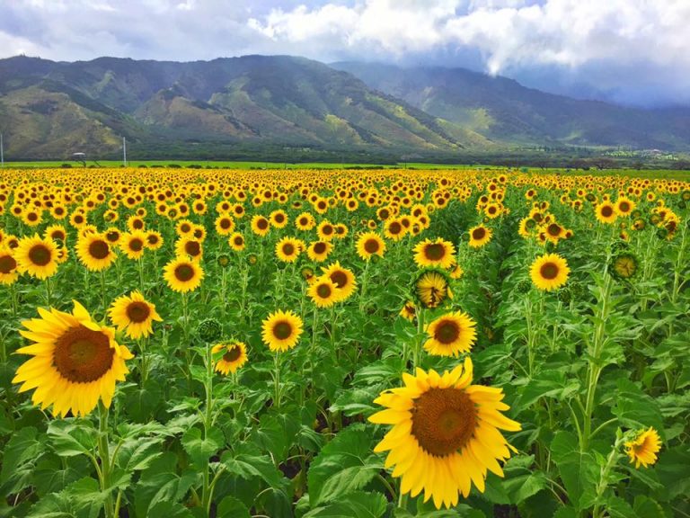 What's Up With The Sunflowers on Maui MauiSunflowers A Maui Blog