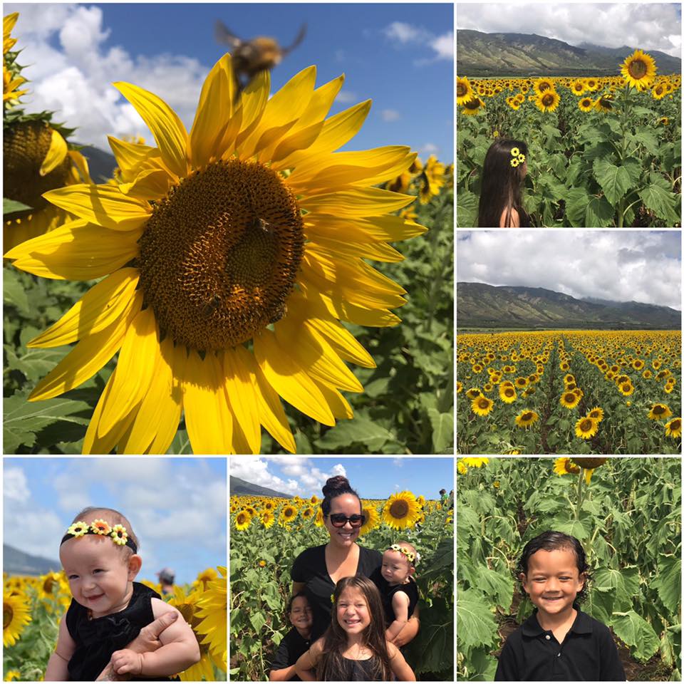 sunflowers-on-maui-collage