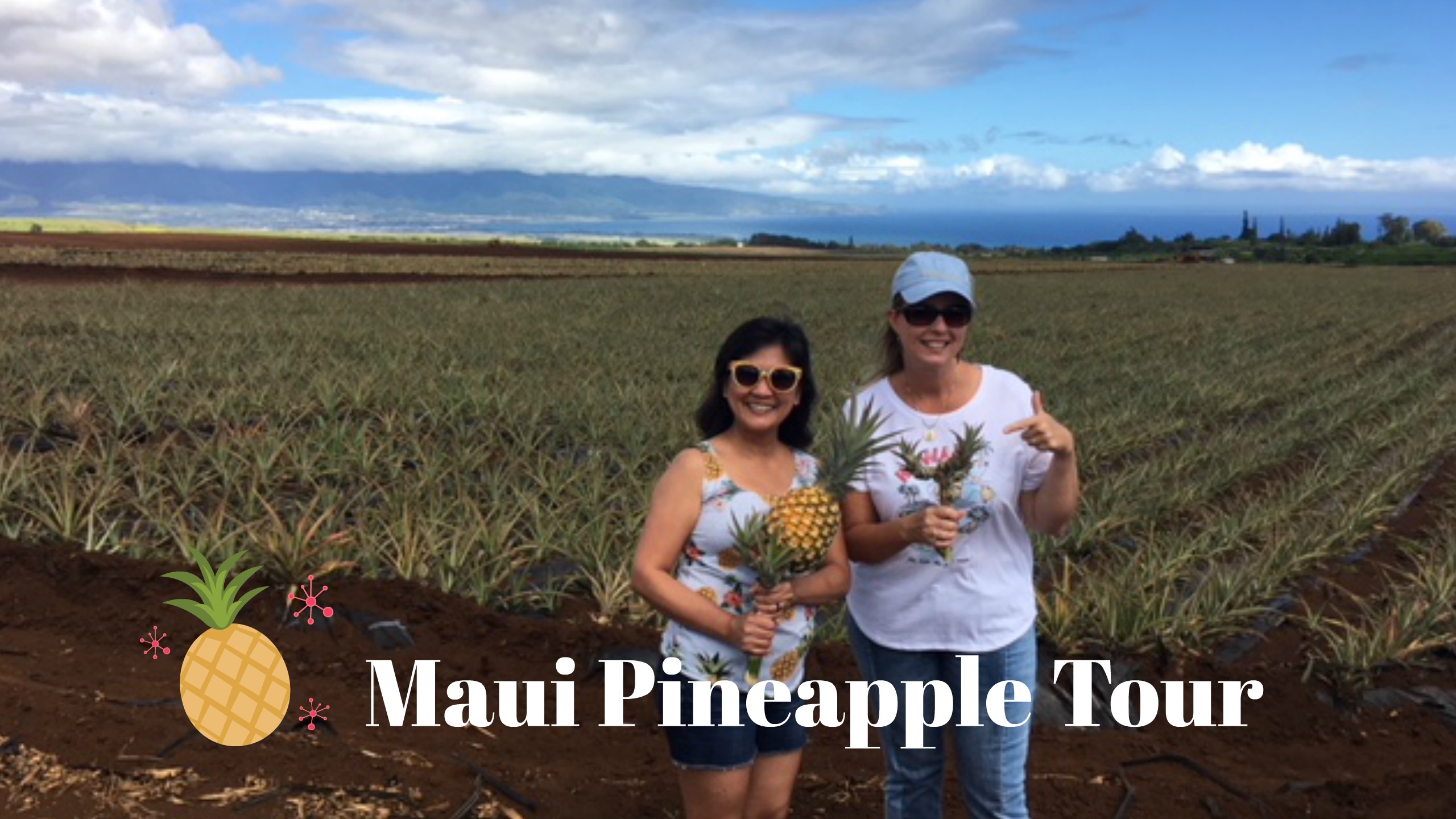 Maui Pineapple Tour – Maui Gold Pineapples – The Aloha 360