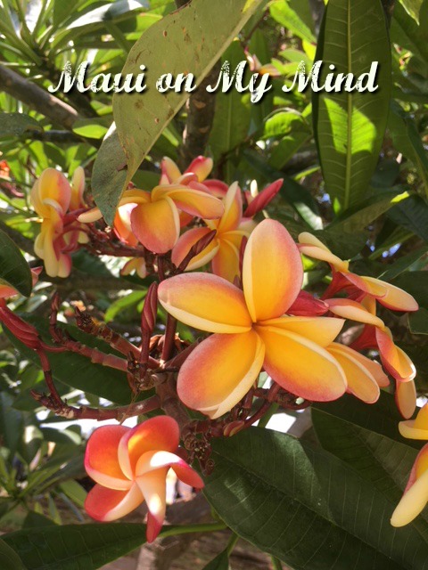 Maui Vacation Videos and Mid Year Musing