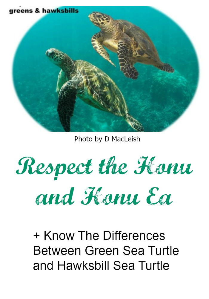 Live Aloha – Respect The Honu and Honu‘ea