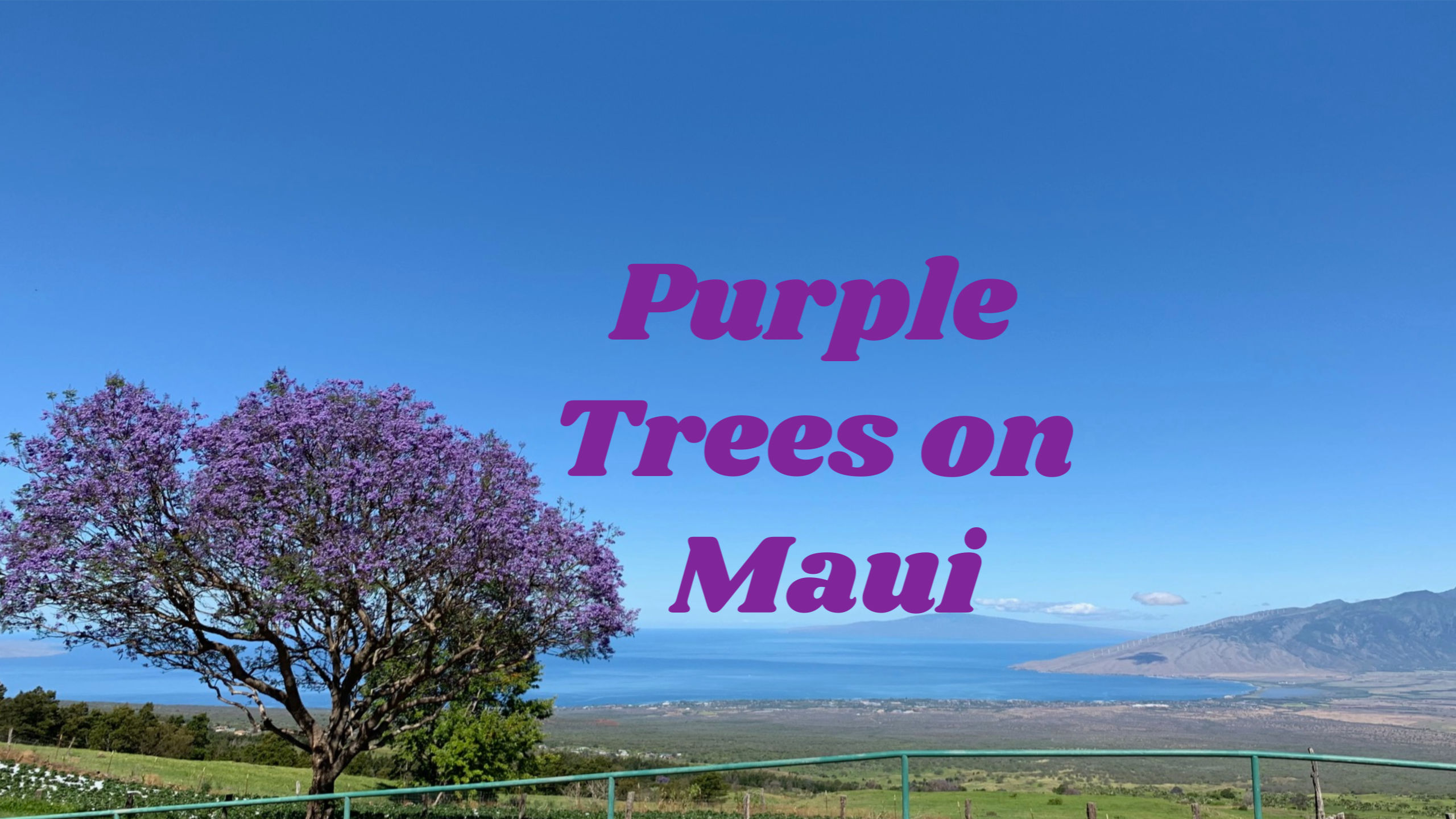 The Purple Trees on Maui Hawaii