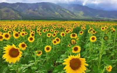 Dancing Sunflowers on Maui Now Has 11 Million Views