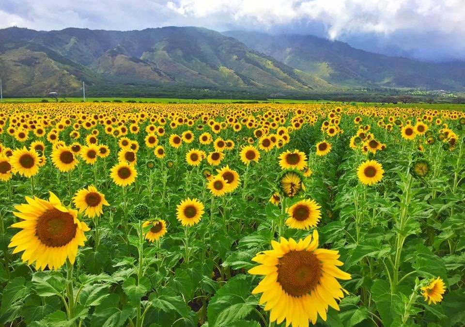 Sunflower Field with many blooms. Beautiful Maountains in the background